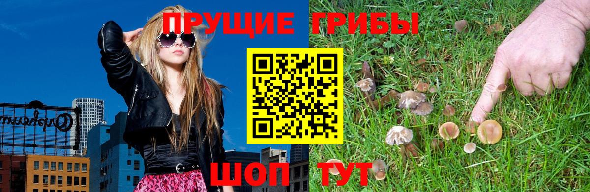 Псилоцибиновые грибы Cubensis Буйнакск